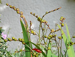 montbretia,種子,種子膠囊