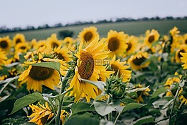 向日葵,黃色,花瓣
