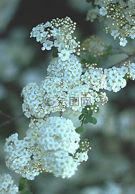 白,花瓣,鮮花