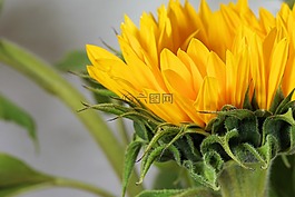 太陽(yáng)花,花,開(kāi)花