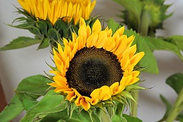 太陽花,花,開花