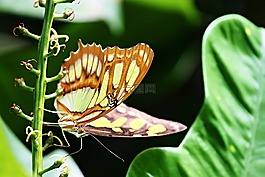 孔雀蝴蝶,siproeta stelenes,蝴蝶