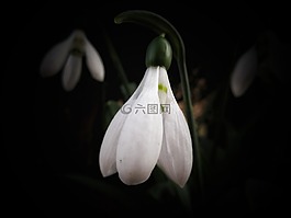 斯诺德罗普,鲜花,雪花莲春天
