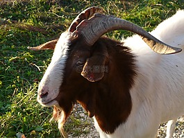 山羊,比利山羊,角