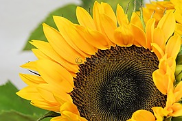 太陽(yáng)花,花,開花
