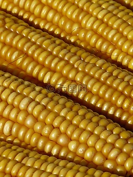 玉米,玉米棒,玉米籽粒