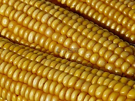 玉米,玉米棒,玉米籽粒