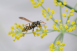 黃蜂,昆蟲(chóng),花