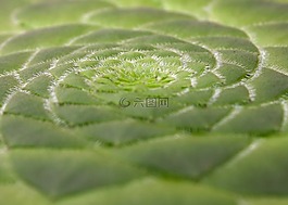 莲花掌属tabuliforme,多汁的菜,厂