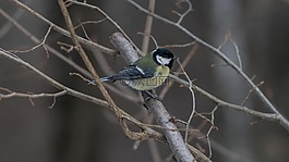 山雀,植物園,性質(zhì)