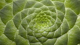 莲花掌属tabuliforme,多汁的菜,厂