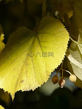 石灰葉,林德,光
