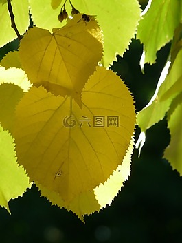 lipovina,葉子,鋸齒狀