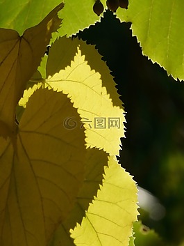 lipovina,葉子,鋸齒狀