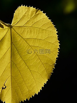 黄色,着色,秋天的颜色