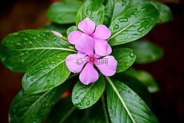 葉,自然,植物區(qū)系