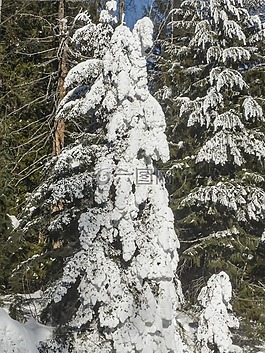 雪,樹,冷杉