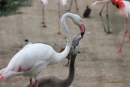 火烈鳥,動(dòng)物園,野生動(dòng)物園