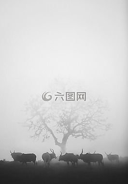 黑色和白色,牛,小牛