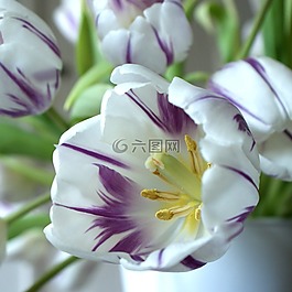 花,自然,植物區(qū)系