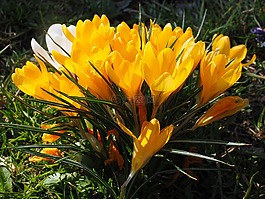 藏紅花,花,春天
