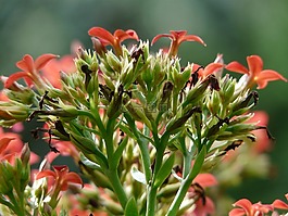 火红 käthchen,鲜花,花