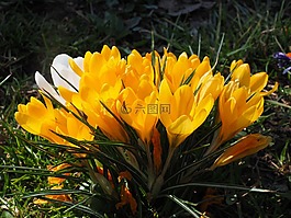 藏紅花,花,春天
