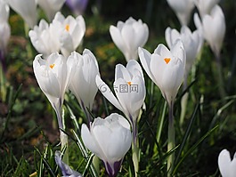 藏紅花,花,春天