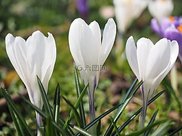 藏紅花,花,春天