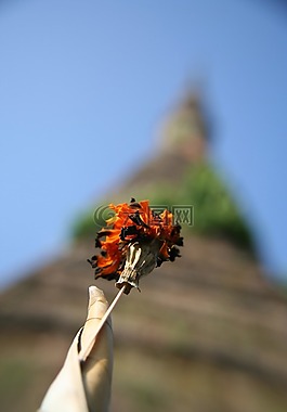 花的,植物,自然