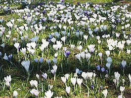 西红花草甸,藏红花,大众