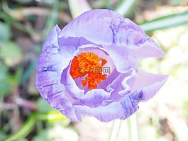 雄蕊,藏紅花,郵票
