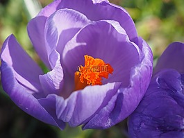 藏紅花,花,春天
