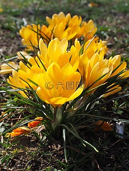 藏紅花,花,春天