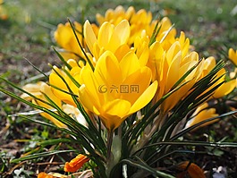 藏紅花,花,春天