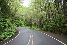 路,木材,自然