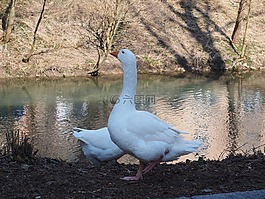 鵝,動物,白
