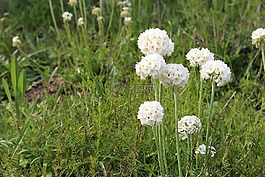 鮮花,白,夏季