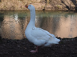 鵝,動物,白