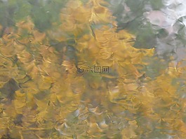 模糊,雨,光盤
