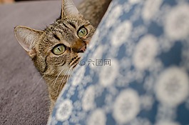 猫,大花猫,家猫