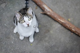 貓,家貓,動物