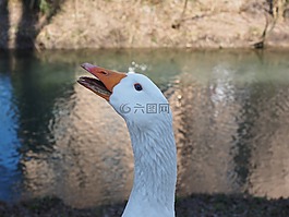 鵝,尖叫聲,注意