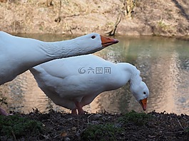 鵝,頭,頸部