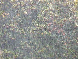 瓢潑大雨,顫抖,暴雨