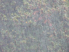 暴雨,瓢潑大雨,顫抖