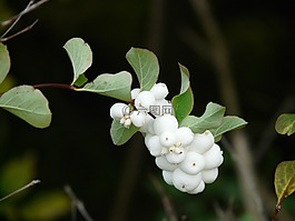 普通 schneebeere,布什,浆果
