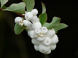 普通 schneebeere,布什,浆果