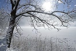 冬天,樹,雪