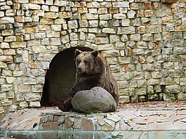 馬熊,捕食,坐